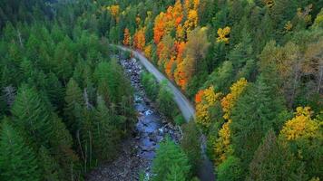 Top down view of cars driving along the road among the autumn forest video