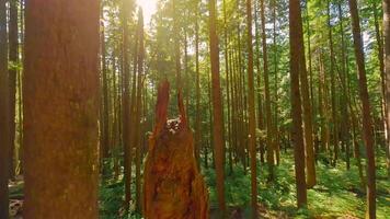 lisse vol entre le des arbres proche à branches dans une fabuleux forêt video