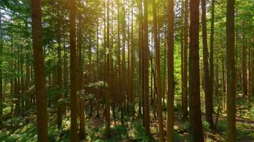 lisse vol entre le des arbres proche à branches dans une fabuleux forêt video