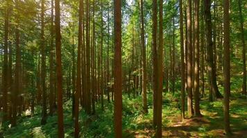 lisse vol entre le des arbres proche à branches dans une fabuleux forêt video