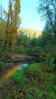 Smooth flight between the trees close to branches in the mystical autumn forest. video