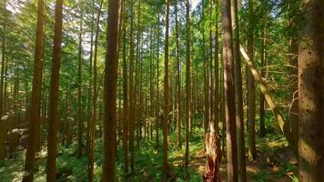 lisse vol entre le des arbres proche à branches dans une fabuleux forêt video