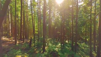 Smooth flight between the trees close to branches in a fabulous forest video