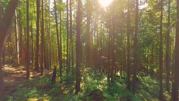 Smooth flight between the trees close to branches in a fabulous forest video