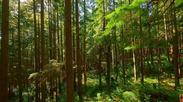 lisse vol entre le des arbres proche à branches dans une fabuleux forêt video