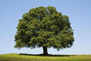 roble árbol en campo foto