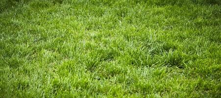 Green Grass Photo