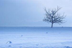 Cold Lone Tree photo