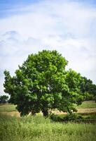 roble árbol foto