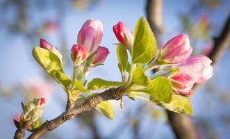 Buds of the flowers photo