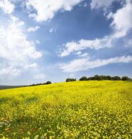 Yellow Field Photo