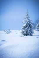 pino árbol en invierno nieve foto