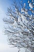 Winter Branch with Snow photo