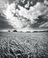 verano campo tonificado foto