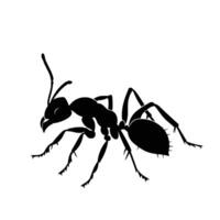 ai generado silueta hormiga lleno cuerpo negro color solamente vector