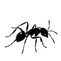 AI generated Silhouette ant full body black color only vector