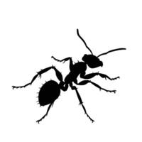 AI generated Silhouette ant full body black color only vector