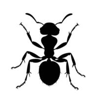 AI generated Silhouette ant full body black color only vector