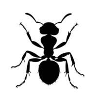 AI generated Silhouette ant full body black color only vector