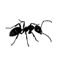 AI generated Silhouette ant full body black color only vector