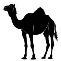 AI generated Silhouette camel full body black color only vector