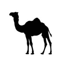 AI generated Silhouette camel full body black color only vector