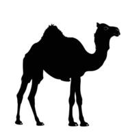 AI generated Silhouette camel full body black color only vector