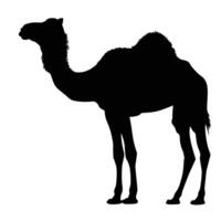 AI generated Silhouette camel full body black color only vector