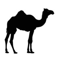 AI generated Silhouette camel full body black color only vector