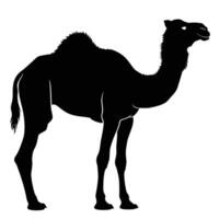 AI generated Silhouette camel full body black color only vector