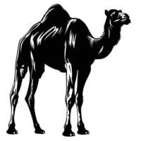 AI generated Silhouette camel full body black color only vector