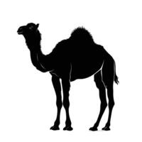 AI generated Silhouette camel full body black color only vector