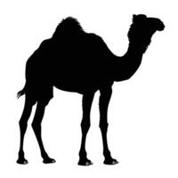 AI generated Silhouette camel full body black color only vector