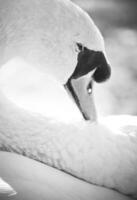 blanco cisne, tonificado foto