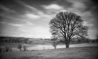 foto de arbol viejo