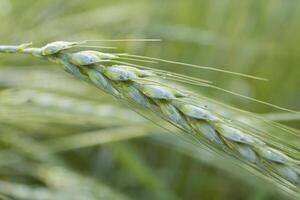 Organic green wheat photo