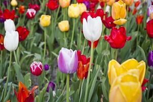 Multicolored Tulips Photo