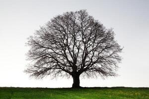 Old giant oak tree photo