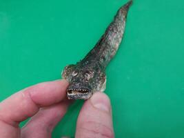 Dried goby fish in a plate photo