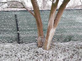 nieve cayó en arbustos y arboles en el pueblo foto