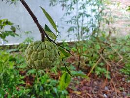 Fresh srikaya fruit hanging on the tree photo