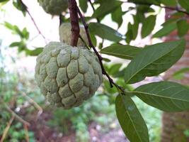 Fresh srikaya fruit hanging on the tree photo