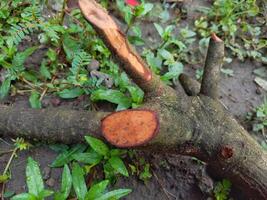 felled tree trunks photo