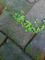 Abstract background of paving block floor photo