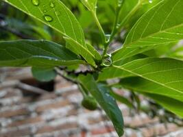 hojas mojado por lluvia foto