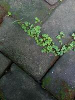 Abstract background of paving block road photo