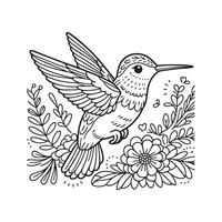 hummingbirds coloring pages vector