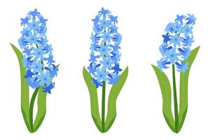 Hyacinth flowers. Set blue hyacinth flowers. isolated on a white background. Vector illustration