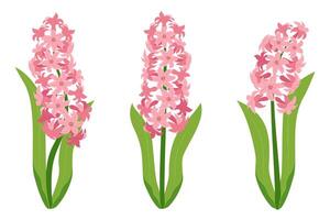 Hyacinth flowers set. Pink hyacinth flowers isolated on a white background. Vector illustration
