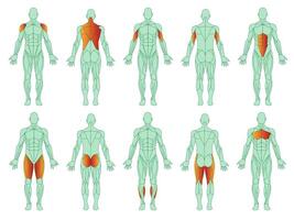 Muscles illustration icon set. Figure of man and with highlighted biceps, triceps, quadriceps, calf and latissimus dorsi. Cartoon flat vector set isolated on white background.Training and sports.